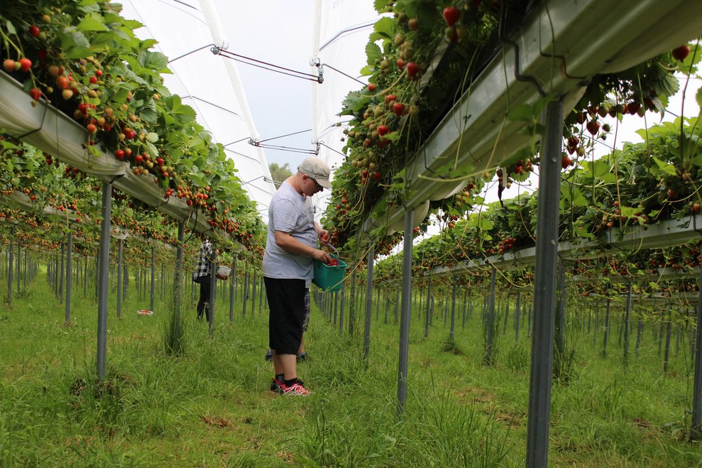 Eine Person pflückt Erdbeeren.