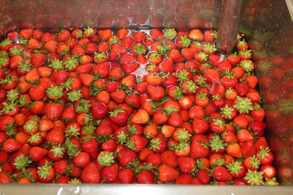 Erdbeeren